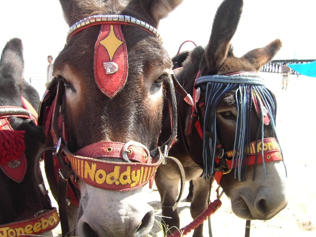 Two Donkeys on Beach.