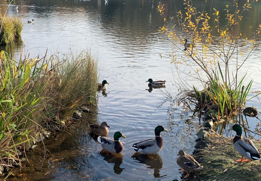 Bird Watching Holidays in North Norfolk