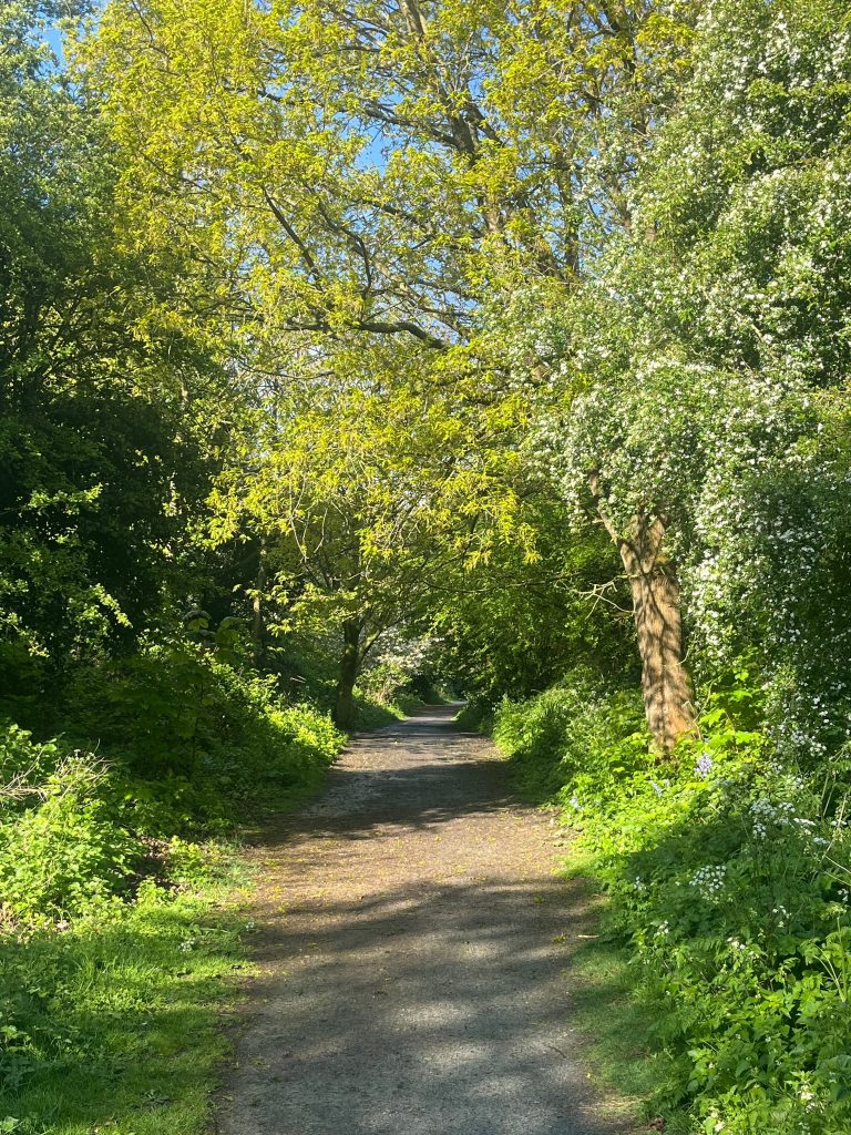 Marriotts Way Norfolk.
Green Trees, light filtering through over country footpath. Backed with Bright Blue Big Sky
